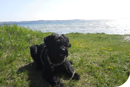 hund-an-ostsee-strand-liegend