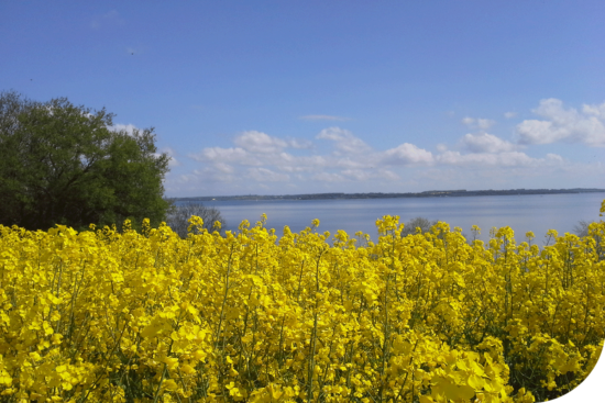 rapsfeld-an-der-ostsee