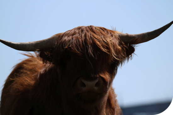 stier-in-holstein